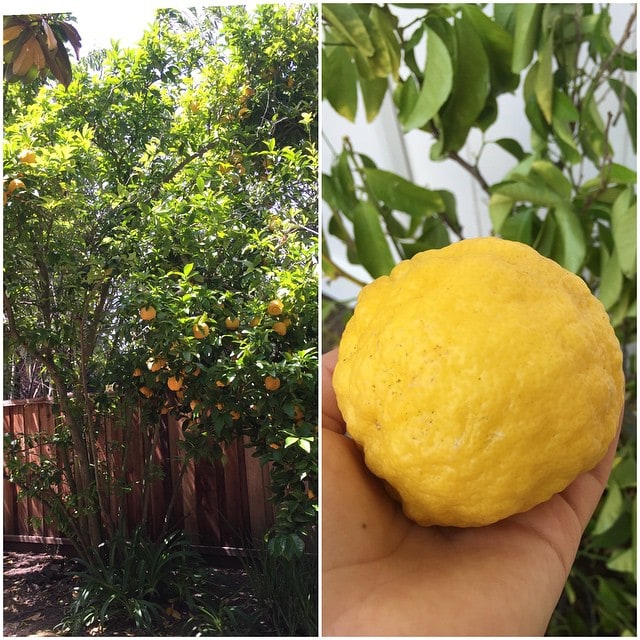 Can_someone_confirm_that_this_is_a_Yuzu_tree_I_ve_always_loved_the_flavor_in_Asian_cuisine_but_I_never_knew_what_it_actually_looked_like_