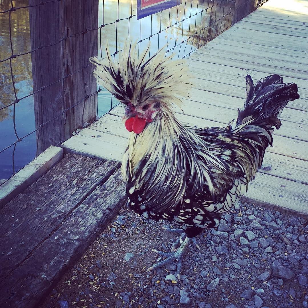 This_guy_was_having_a_good_hair_day.__