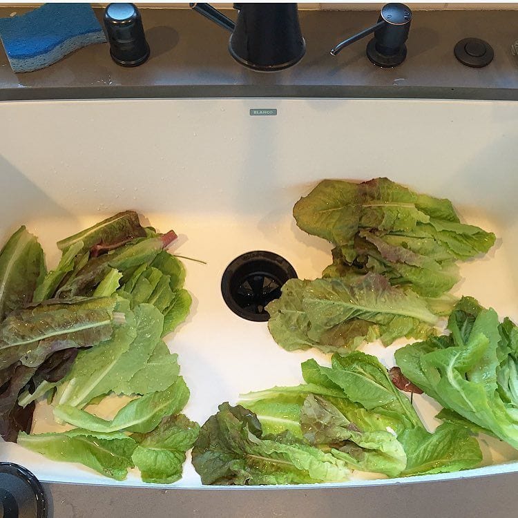 So_much_lettuce_to_eat_from_the_garden.