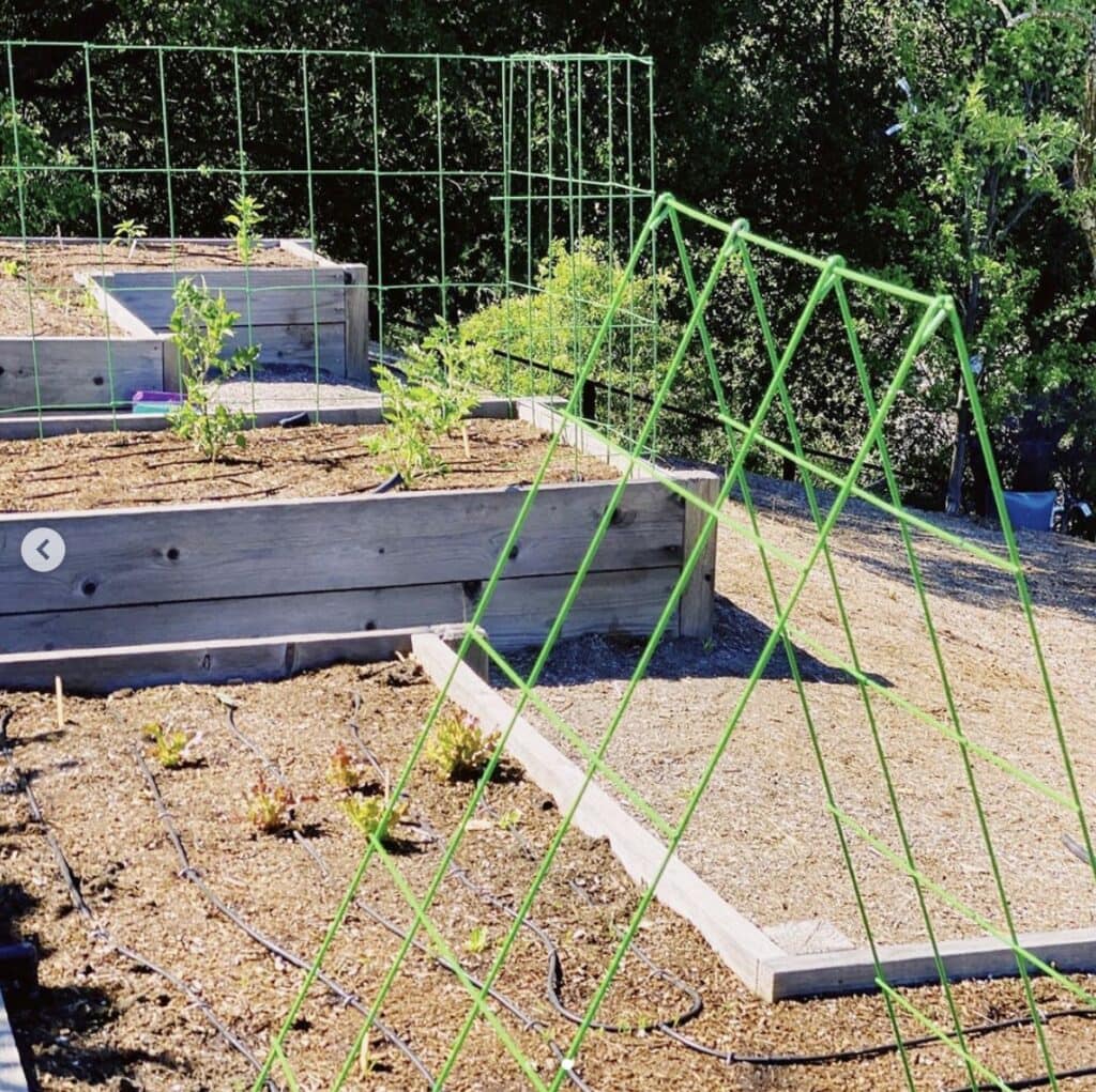 raised garden beds with plant trellis